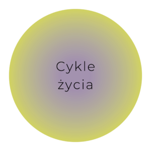 Cykle życia